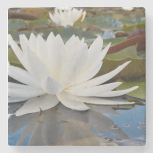 Posavasos De Piedra Lirio de Agua Fragante (Nymphaea Odorata) en Caddo