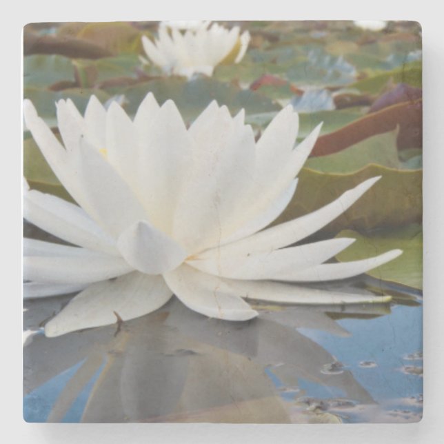 Posavasos De Piedra Lirio De Agua Fragrante (Nymphaea Odorata) En Cadd (Anverso)
