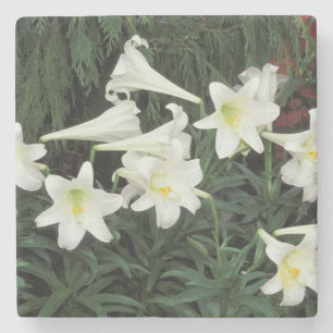 Posavasos De Piedra Lirio de Pascua (Lilium regale)