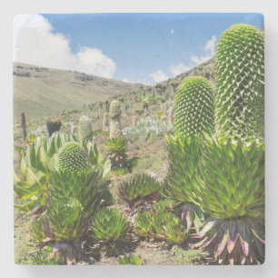 Posavasos De Piedra Lobelia Gigante (Lobelia Deckenii) En Monte Kenya