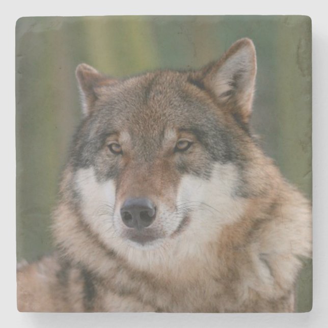 Posavasos De Piedra Lobo (Anverso)