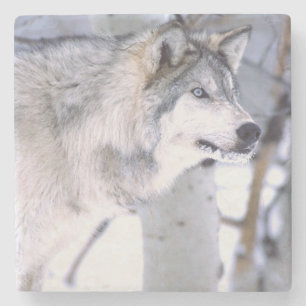 Posavasos De Piedra Lobo gris, Canis lupus, Animal de película (Utah)