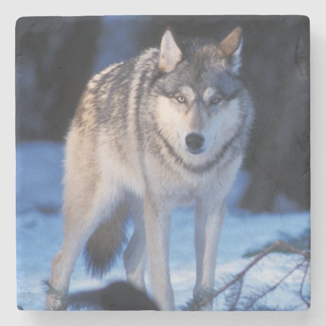 Posavasos De Piedra lobo gris, Canis lupus, en las estribaciones (Anverso)