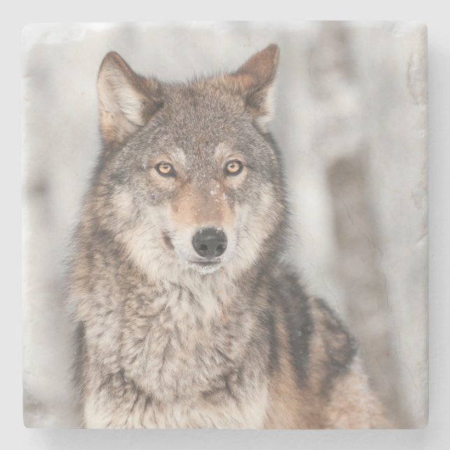 Posavasos De Piedra Lobo gris (lupus de Canis) con una parte posterior (Anverso)