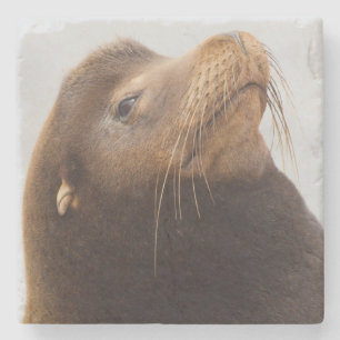 Posavasos De Piedra Lobo Marino de California