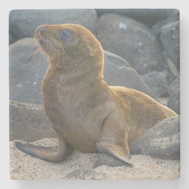 Posavasos De Piedra Lobo Marino de Galápagos (Anverso)