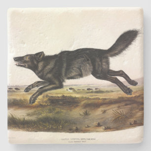Posavasos De Piedra Lobo negro, o lobo norteamericano negro (lupus can