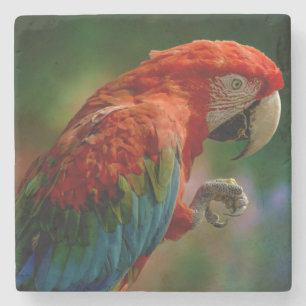 Posavasos De Piedra Loro colorido