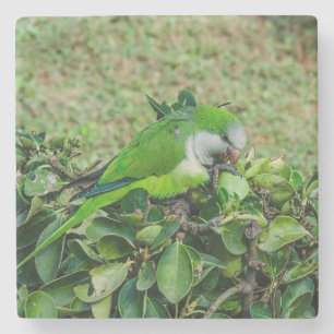 Posavasos De Piedra Loro verde