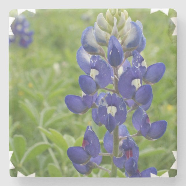Posavasos De Piedra Lupine azul (Anverso)