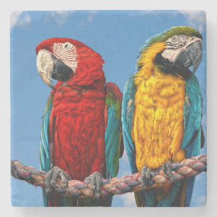 Posavasos De Piedra Macao azul y amarillo y macao escarlata