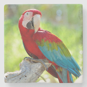 Posavasos De Piedra Macaw que se sienta en rama