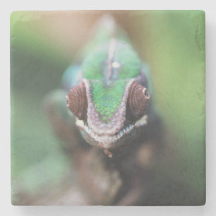 Posavasos De Piedra Madagascar, bar rojo Panther Chameleon