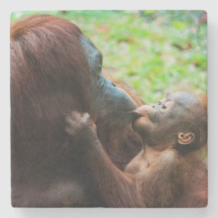 Posavasos De Piedra Madre de orangután y bebé
