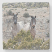 Madre e hijo de caballo salvaje