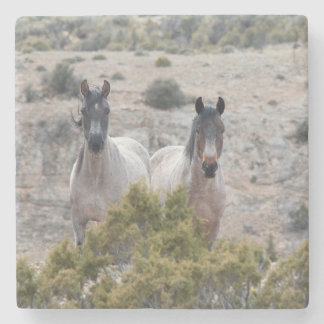 Posavasos De Piedra Madre e hijo de caballo salvaje
