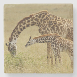 Posavasos De Piedra Madre y bebé Jirafa Masai, Giraffa