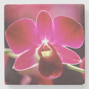 Posavasos De Piedra Malasia, Orquídea