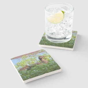 Posavasos De Piedra Mallard y Ducklings-Natación por Shirley Taylor