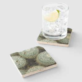 Posavasos De Piedra Mammillaria hahniana