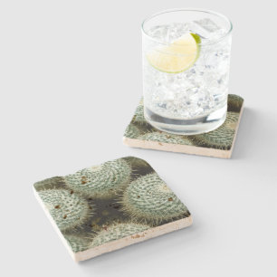 Posavasos De Piedra Mammillaria hahniana