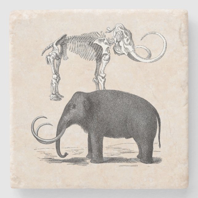 Posavasos De Piedra Mamut Wooly Elefante Prehistórico y Skeleton (Anverso)