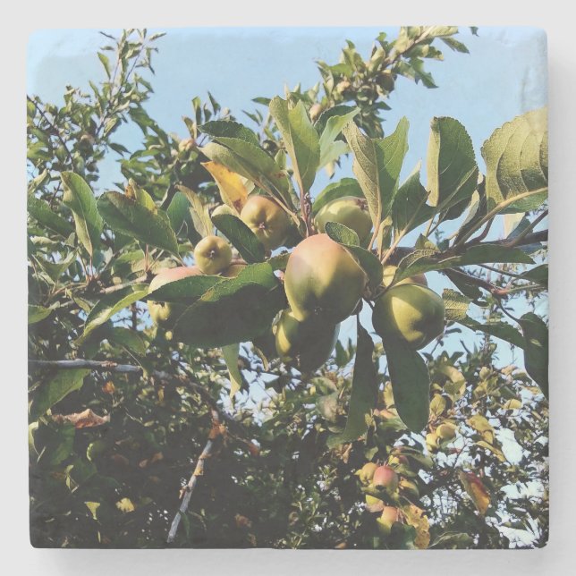 Posavasos De Piedra Manzanas (Anverso)