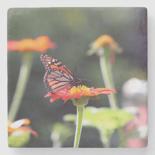 Posavasos De Piedra Máquinas de piedra de mariposa