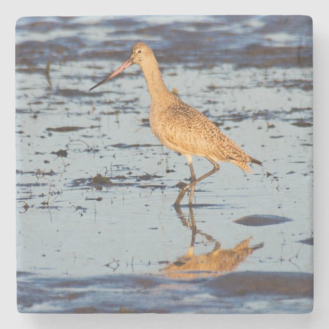 Posavasos De Piedra Marble Godwit en el Océano Pacífico (Anverso)