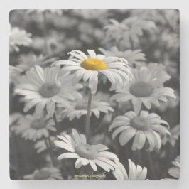 Posavasos De Piedra margarita amarilla en un mar de margaritas negras