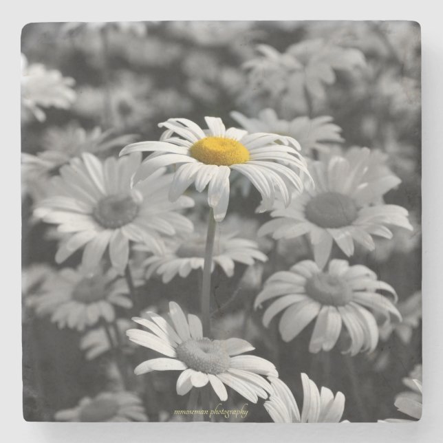 Posavasos De Piedra margarita amarilla en un mar de margaritas negras  (Anverso)