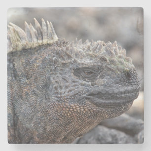 Posavasos De Piedra Marine Iguana