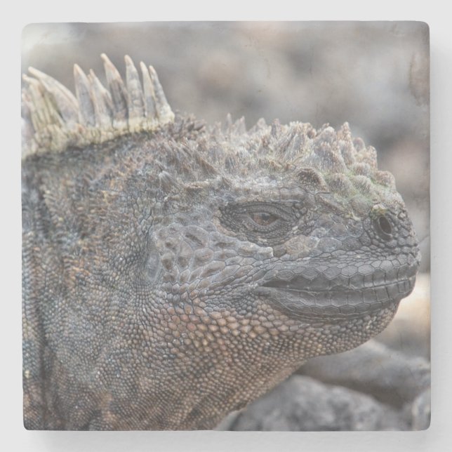 Posavasos De Piedra Marine Iguana (Anverso)