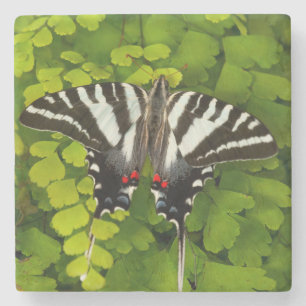Posavasos De Piedra Mariposa cola de golondrina americana