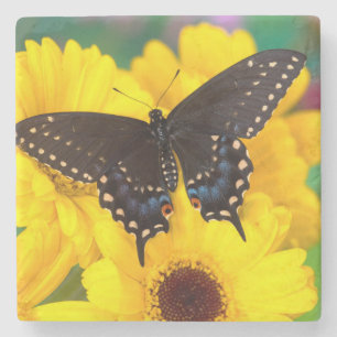 Posavasos De Piedra Mariposa cola de golondrina negra