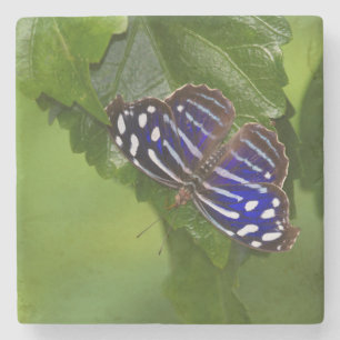 Posavasos De Piedra Mariposa de ala azul de México