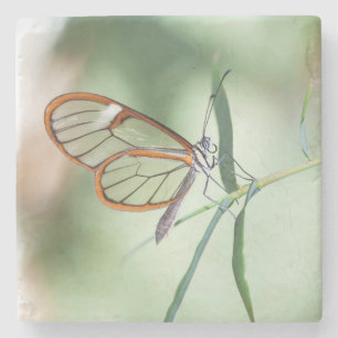 Posavasos De Piedra Mariposa de ala clara encantadora