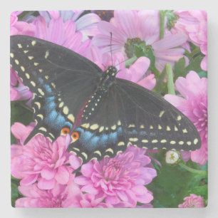 Posavasos De Piedra Mariposa de Baltimore de Cuadros