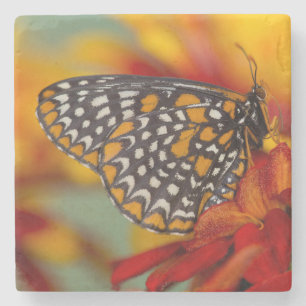 Posavasos De Piedra Mariposa de Baltimore de manchas ajedrezadas