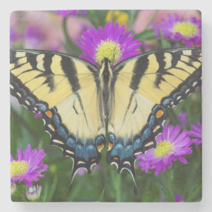 Posavasos De Piedra Mariposa de cola cruda en margarita