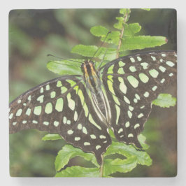 Posavasos De Piedra Mariposa de Jay con cola