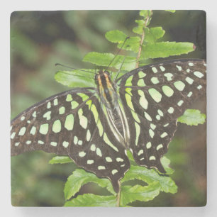 Posavasos De Piedra Mariposa de Jay con cola