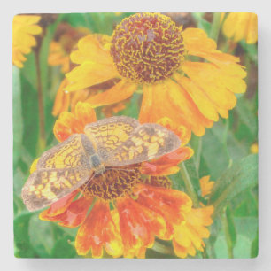 Posavasos De Piedra Mariposa de la luna de la Perla en Sneezeweed