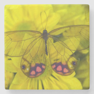 Posavasos De Piedra Mariposa en flores amarillas