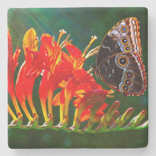Posavasos De Piedra Mariposa morpho azul en flores de Crocosmia Lucife