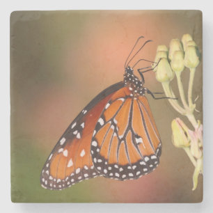 Posavasos De Piedra Mariposa reina en una rama