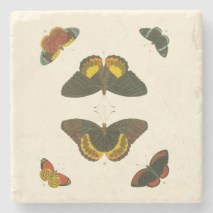 Posavasos De Piedra Mariposas brillantes por Pieter Cramer