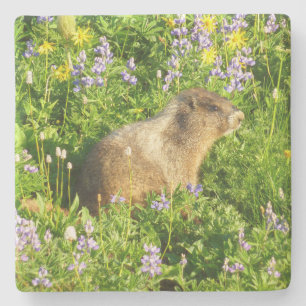 Posavasos De Piedra Marmot en Mont Rainier Wildflowers