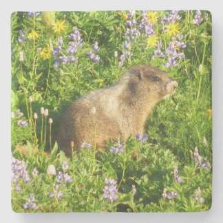 Posavasos De Piedra Marmot en Mont Rainier Wildflowers