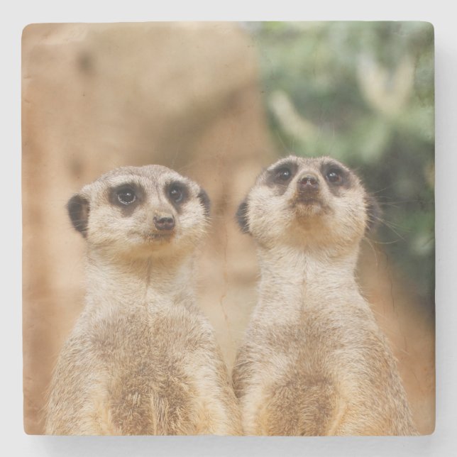 Posavasos De Piedra Meerkat 017 (Anverso)